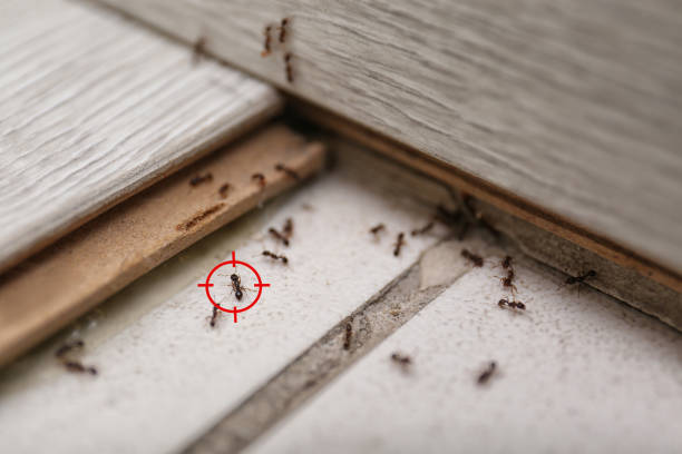 Best Termite Control Services  in Victory Gardens, NJ