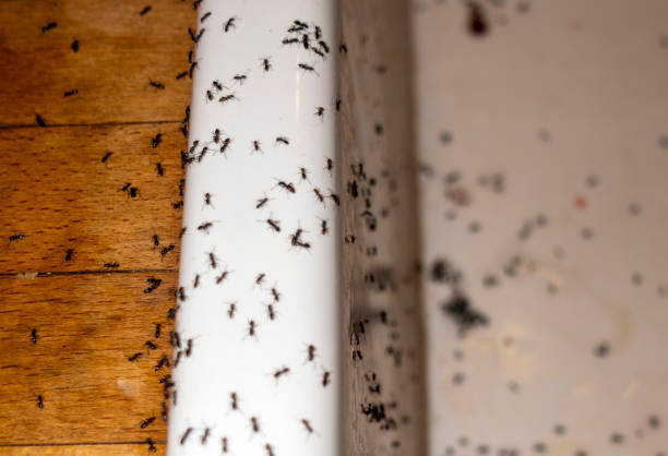 Best Best Pest Control Companies  in Victory Gardens, NJ
