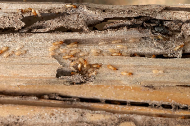 Professional Pest Control in Victory Gardens, NJ